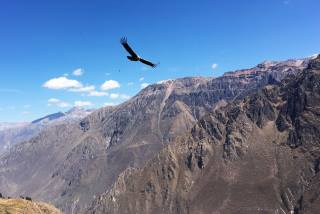Flight condor on Cross of Condor
